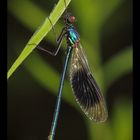 Gebänderte Prachtlibelle (Calopteryx splendens)