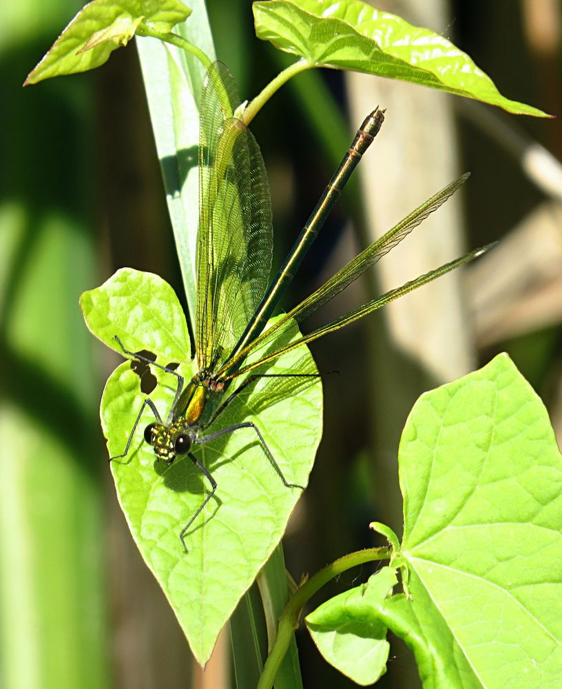 --- Gebänderte Prachtlibelle (Calopteryx splendens) ---