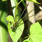 --- Gebänderte Prachtlibelle (Calopteryx splendens) ---