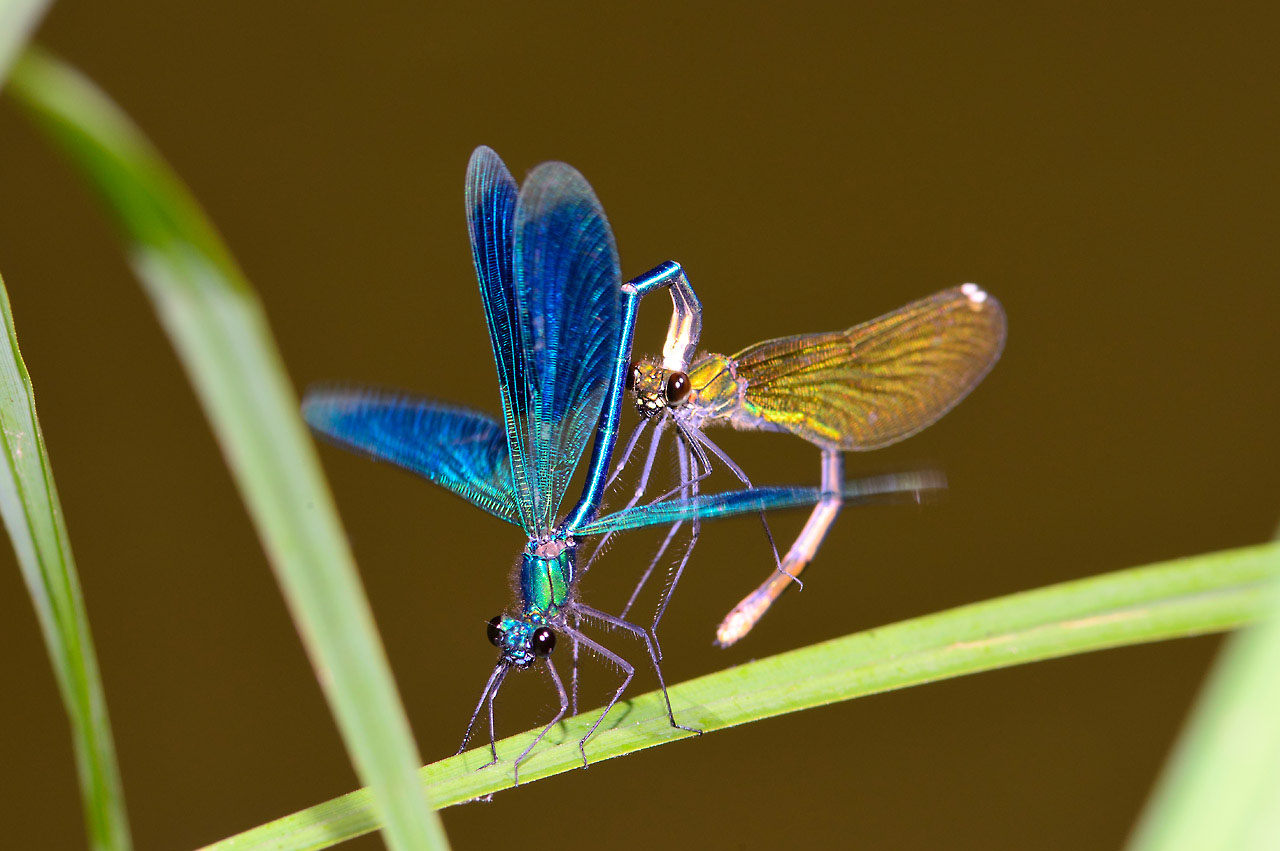 Gebänderte Prachtlibelle (Calopteryx splendens) bei der Paarung