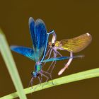 Gebänderte Prachtlibelle (Calopteryx splendens) bei der Paarung