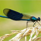 Gebänderte Prachtlibelle ( Calopteryx splendens)