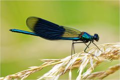 Gebänderte Prachtlibelle ( Calopteryx splendens)