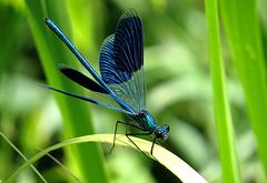 --- Gebänderte Prachtlibelle (Calopteryx splendens) ---