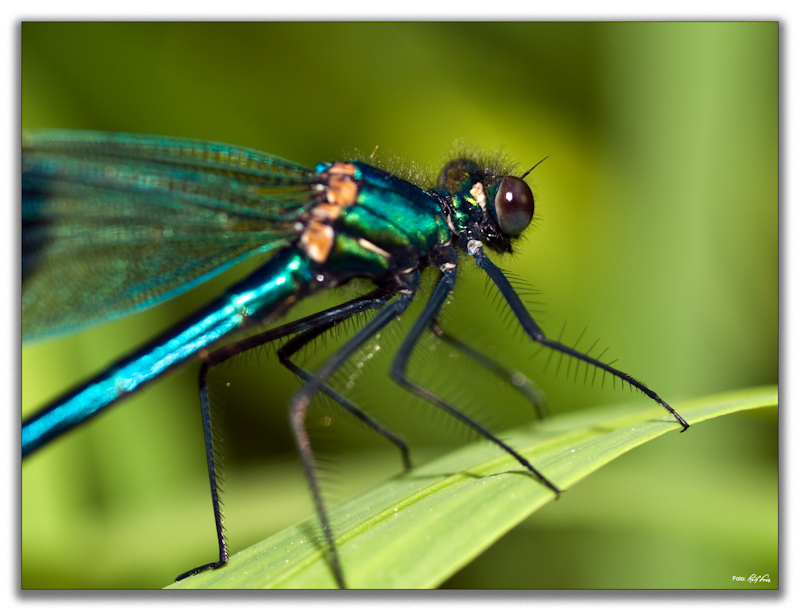 Gebänderte Prachtlibelle (Calopteryx splendens)