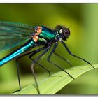 Gebänderte Prachtlibelle (Calopteryx splendens)