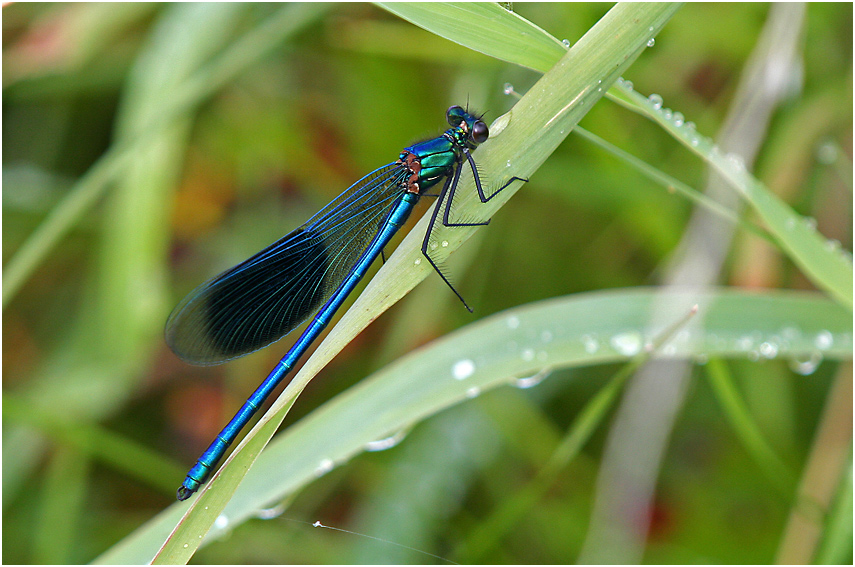 Gebänderte Prachtlibelle (Calopteryx splendens)