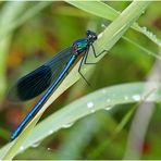 Gebänderte Prachtlibelle (Calopteryx splendens)