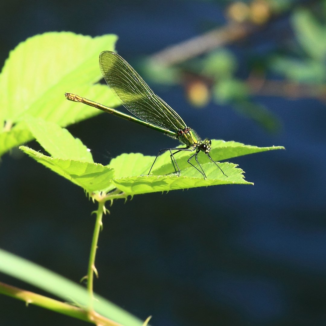 Gebänderte Prachtlibelle (Calopteryx splendens)