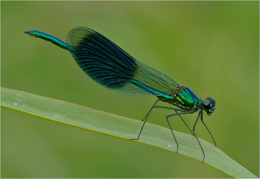 Gebänderte Prachtlibelle - Calopteryx splendens