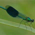 Gebänderte Prachtlibelle - Calopteryx splendens