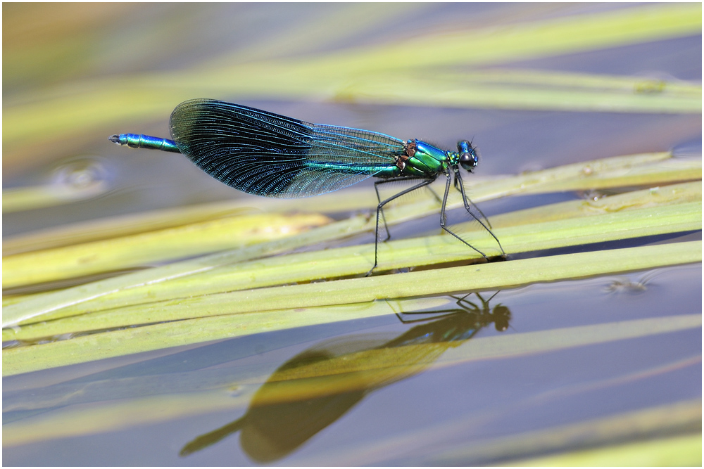 Gebänderte Prachtlibelle (Calopteryx splendens).