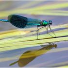 Gebänderte Prachtlibelle (Calopteryx splendens).