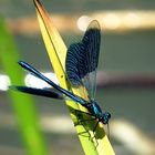 --- Gebänderte Prachtlibelle (Calopteryx splendens) ---