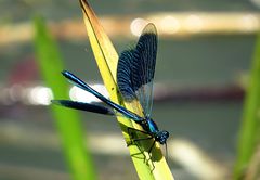 --- Gebänderte Prachtlibelle (Calopteryx splendens) ---