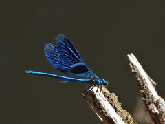 Gebänderte Prachtlibelle (Calopteryx splendens)