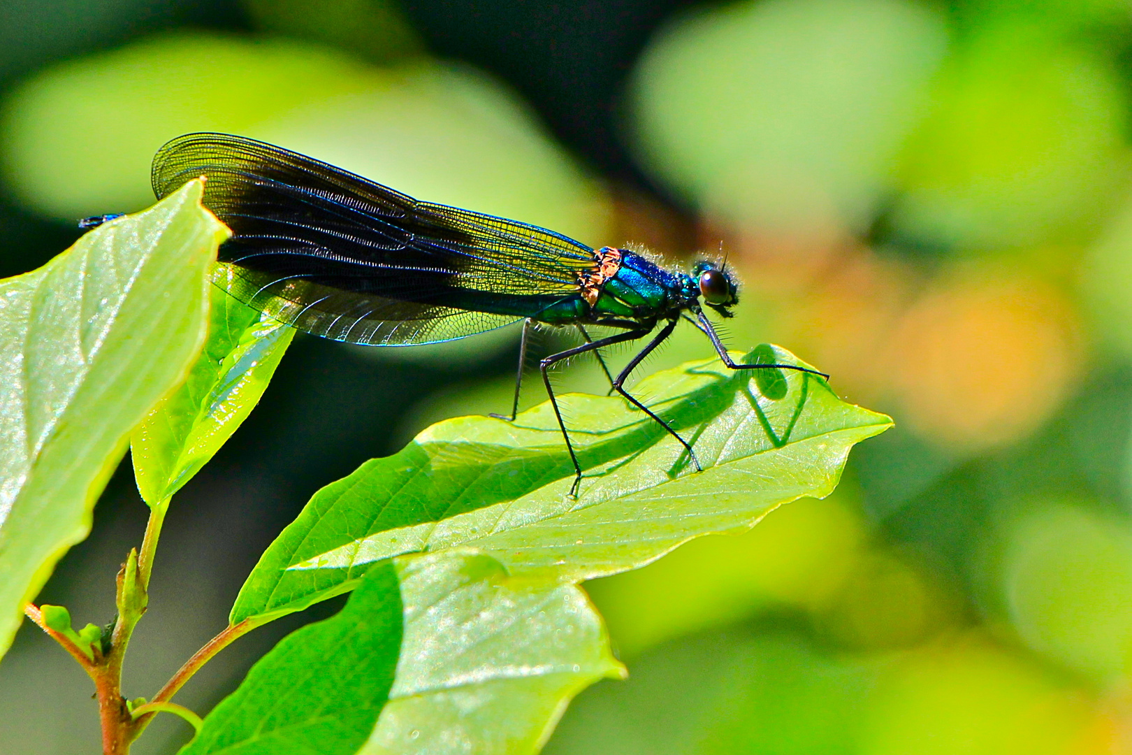 Gebänderte Prachtlibelle (Calopteryx splendens)