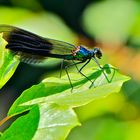 Gebänderte Prachtlibelle (Calopteryx splendens)