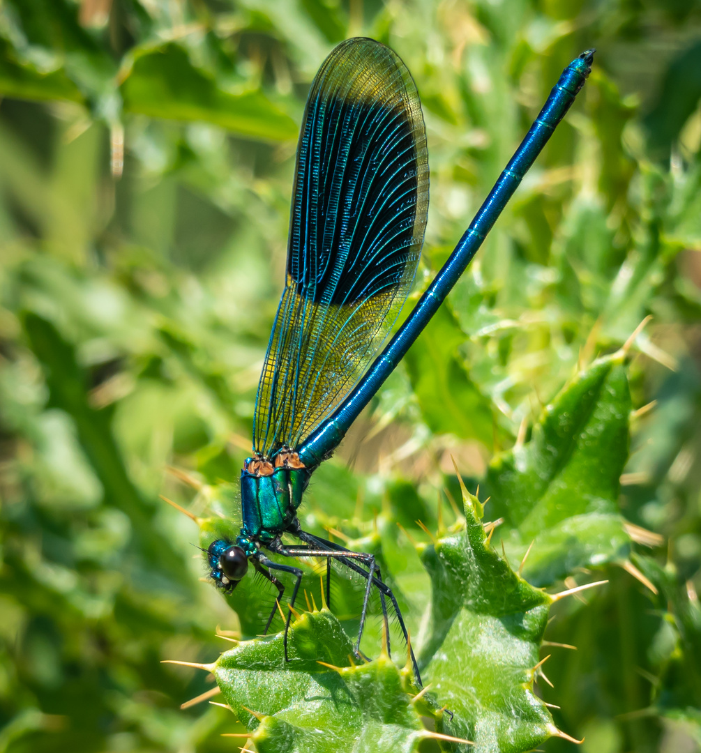 Gebänderte Prachtlibelle ( Calopteryx splendens ) 