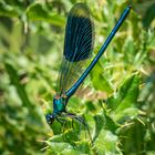 Gebänderte Prachtlibelle ( Calopteryx splendens ) 