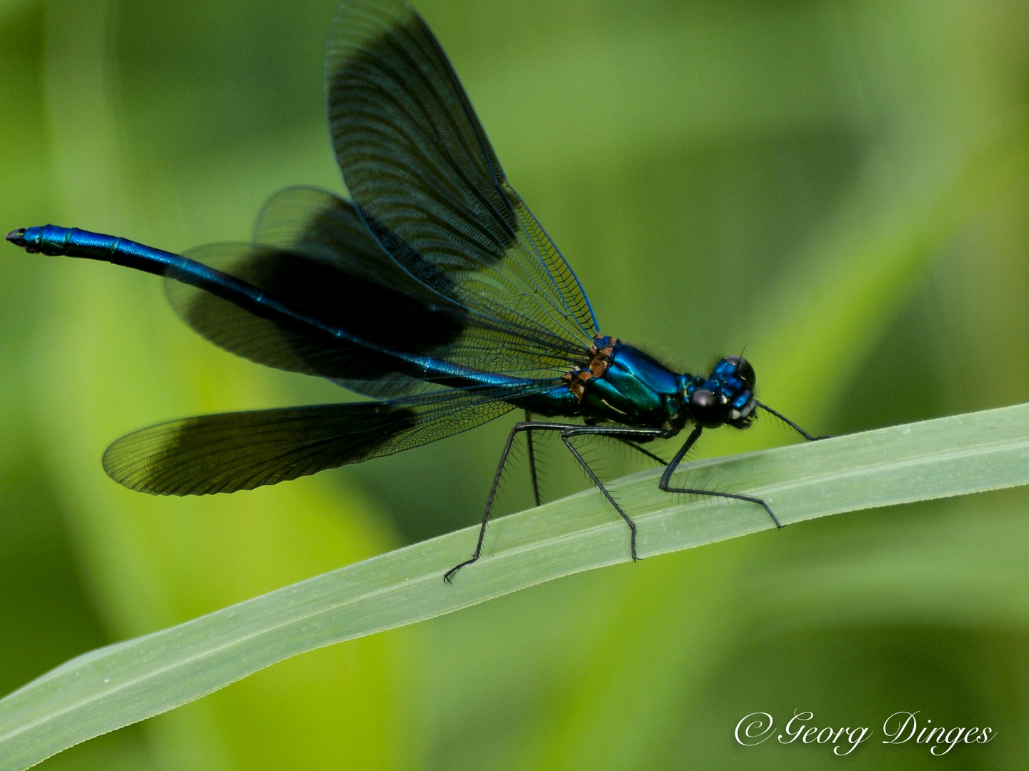 Gebänderte Prachtlibelle Calopteryx splendens