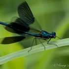 Gebänderte Prachtlibelle Calopteryx splendens