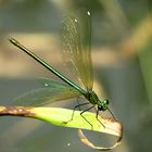 --- Gebänderte Prachtlibelle (Calopteryx splendens) ---