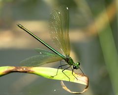 --- Gebänderte Prachtlibelle (Calopteryx splendens) ---