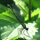 --- Gebänderte Prachtlibelle (Calopteryx splendens) ---