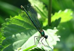 --- Gebänderte Prachtlibelle (Calopteryx splendens) ---