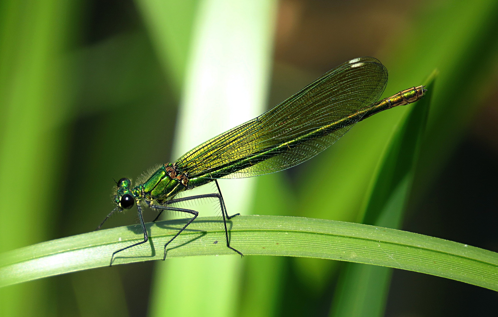 --- Gebänderte Prachtlibelle (Calopteryx splendens) ---