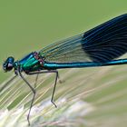 Gebänderte Prachtlibelle (Calopteryx splendens)