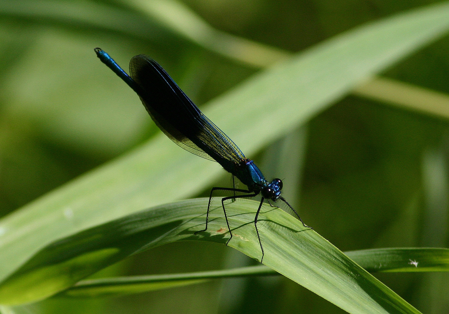 Gebänderte Prachtlibelle (Calopteryx splendens)