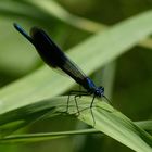 Gebänderte Prachtlibelle (Calopteryx splendens)