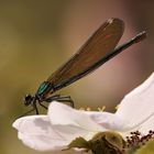 Gebänderte Prachtlibelle (Calopteryx splendens)