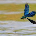 Gebänderte Prachtlibelle ( Calopteryx splendens )