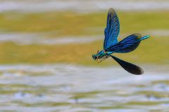 Gebänderte Prachtlibelle ( Calopteryx splendens )