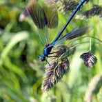 Gebänderte Prachtlibelle (Calopteryx splendens)