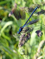 Gebänderte Prachtlibelle (Calopteryx splendens)