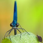 Gebänderte Prachtlibelle Calopteryx splendens