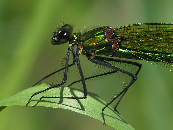 Gebänderte Prachtlibelle (Calopteryx splendens)