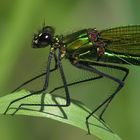 Gebänderte Prachtlibelle (Calopteryx splendens)