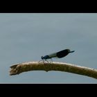 Gebänderte Prachtlibelle ~ Calopteryx splendens