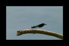 Gebänderte Prachtlibelle ~ Calopteryx splendens