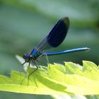 Gebänderte Prachtlibelle (Calopteryx splendens) - ein Juwel im Garten