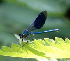 Gebänderte Prachtlibelle (Calopteryx splendens) - ein Juwel im Garten