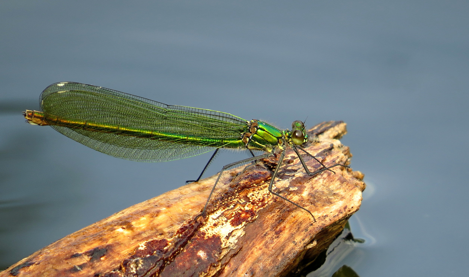 ... Gebänderte Prachtlibelle (Calopteryx splendens) ...