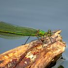 ... Gebänderte Prachtlibelle (Calopteryx splendens) ...