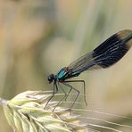 Gebänderte Prachtlibelle (Calopteryx splendens)