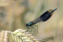 Gebänderte Prachtlibelle (Calopteryx splendens)